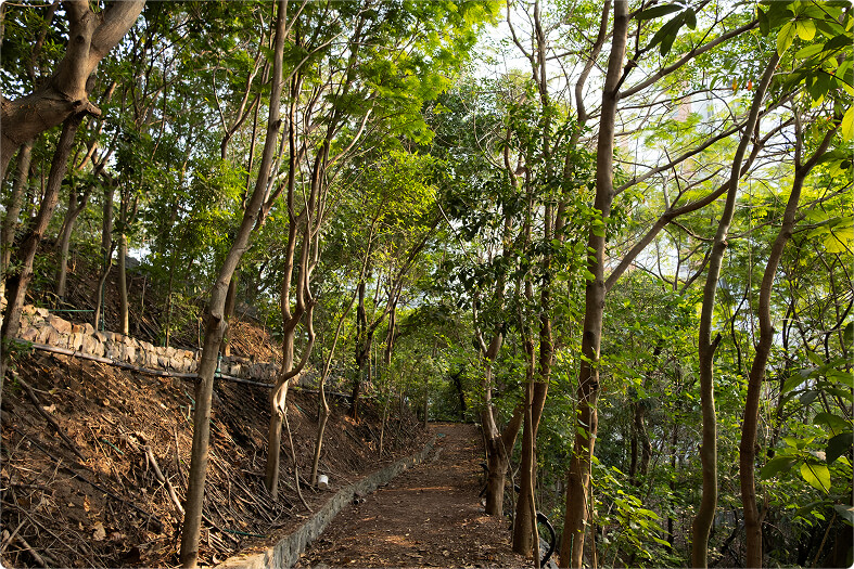 A trail cut into the hillside under bare trees