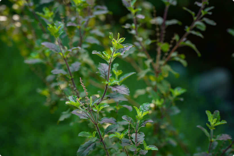 Tulsi in flower