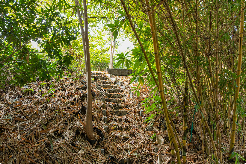 Steps rising through the bamboo