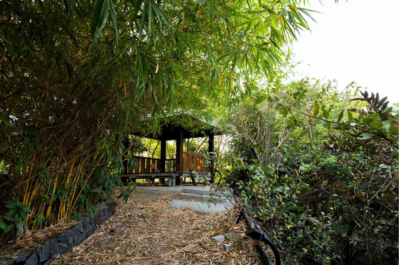 A bamboo grove opening onto a timber shelter