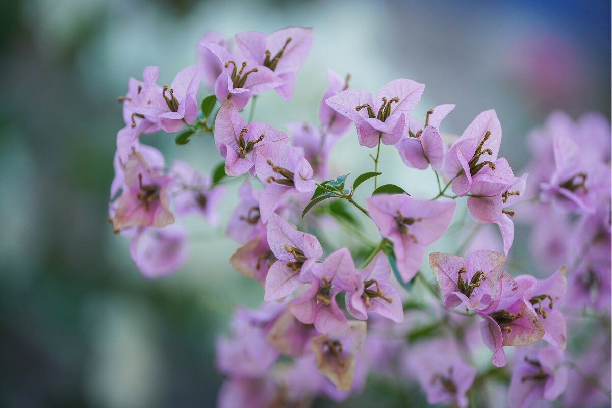 Rainbow of blooms 4