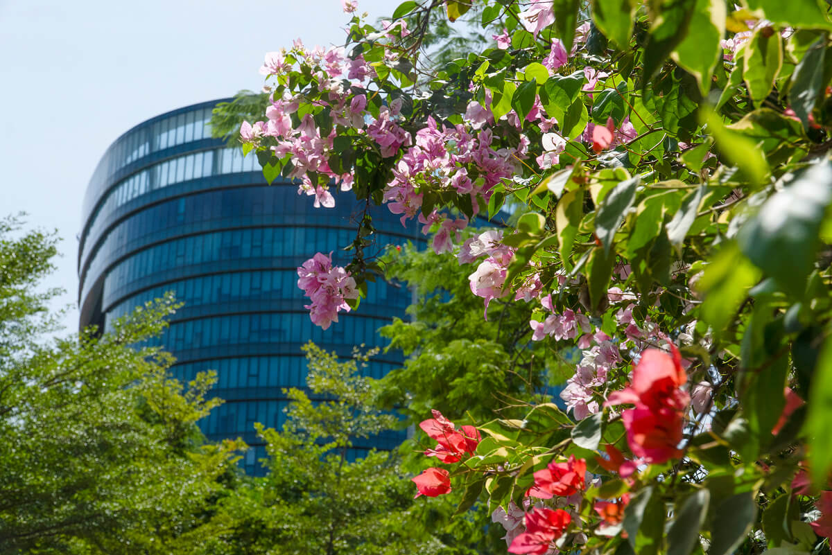 Rainbow of blooms 2