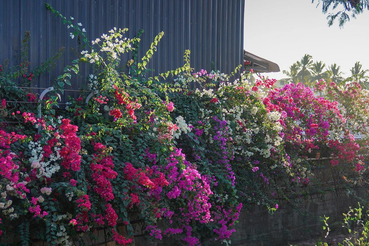 Rainbow of blooms 4
