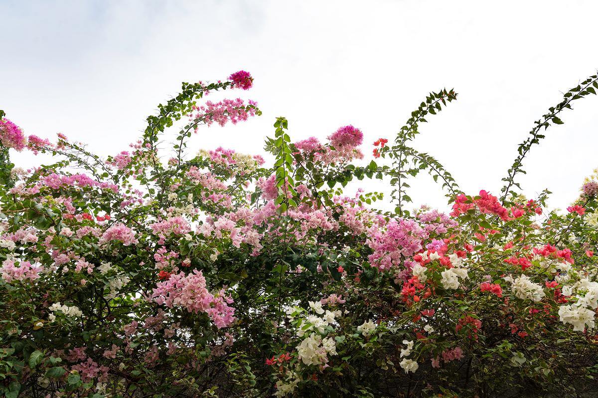 Rainbow of blooms 1
