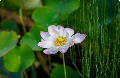 Reeds and lotus leaves