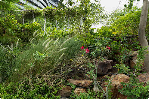 Foliage detail 3