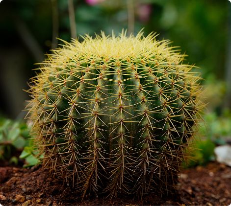 A golden barrel cactus in red earth