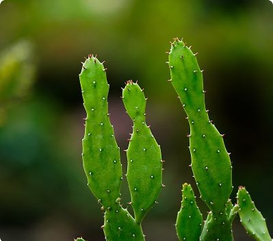 Rooted in Zoho