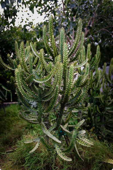 A stand of towering candelabra cacti