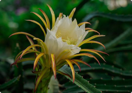 A dragon fruit flower in bloom