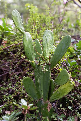 Prickly pear pads among undergrowth