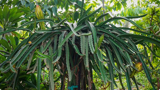 Rooted in Zoho