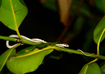 Rooted in Zoho